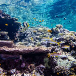 The Impact of Coastal Lights on Coral Reefs