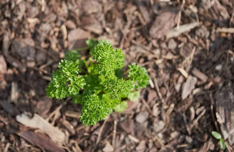 Do's and Don’ts for Gardening in a Heat Wave