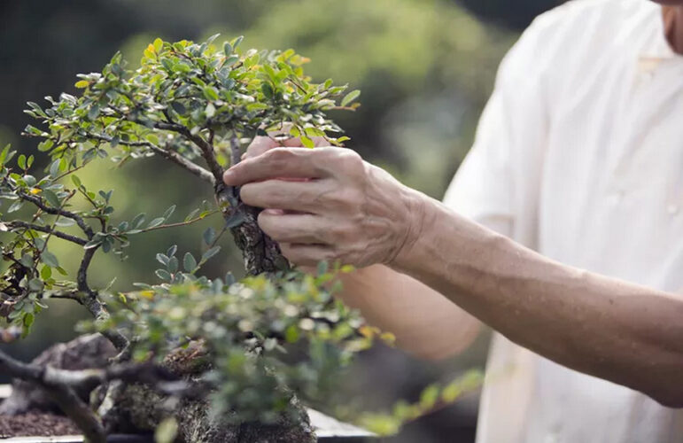 Horticultural Therapy Uses Nature to Help Heal