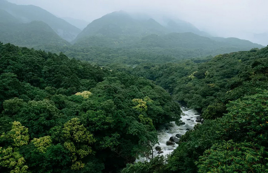 Discovering Calm and Joy: The Impact of Nature Sounds