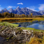 Beaver Dams: Testaments to Endurance