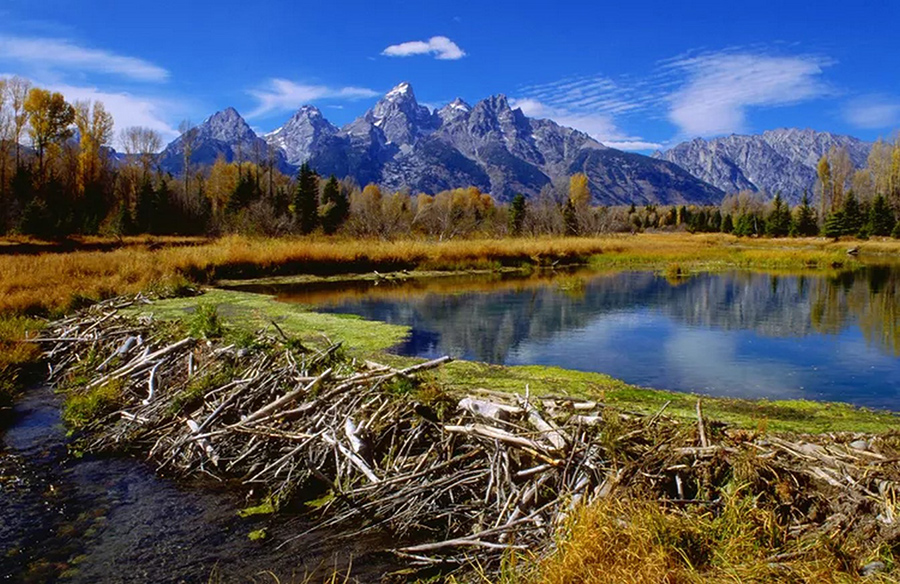 Beaver Dams: Testaments to Endurance