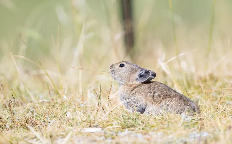 Eradication of Small Mammals Is Harming Vital Ecosystems